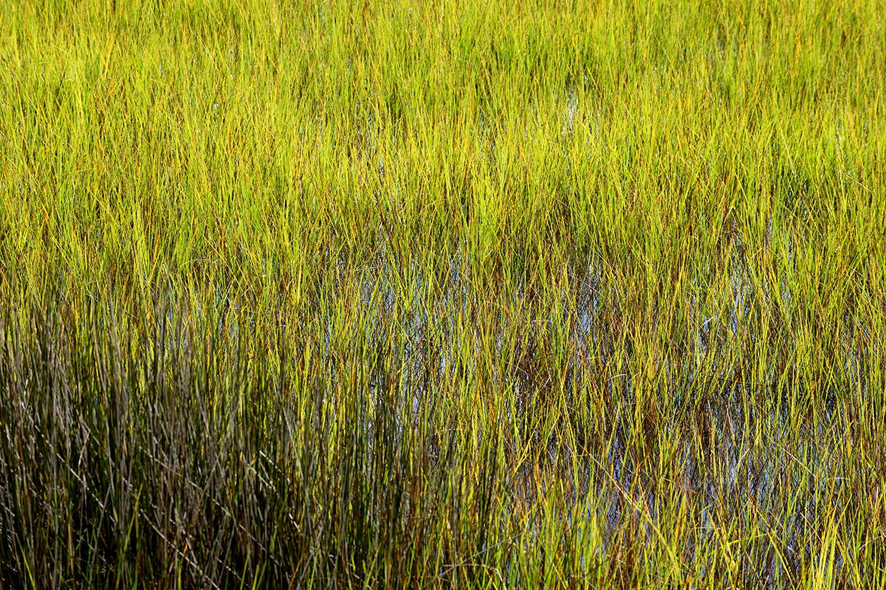 Травяные болота