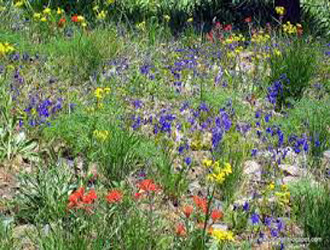 Wildflowers in the Rugged Hells Canyon