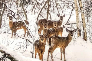 fyf_wildlife_winter Six deer among trees in snow.