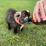 oktoberfest 22 baby goat drinking