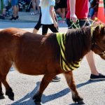 Bumblebee Pony