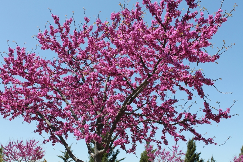 CNE tree