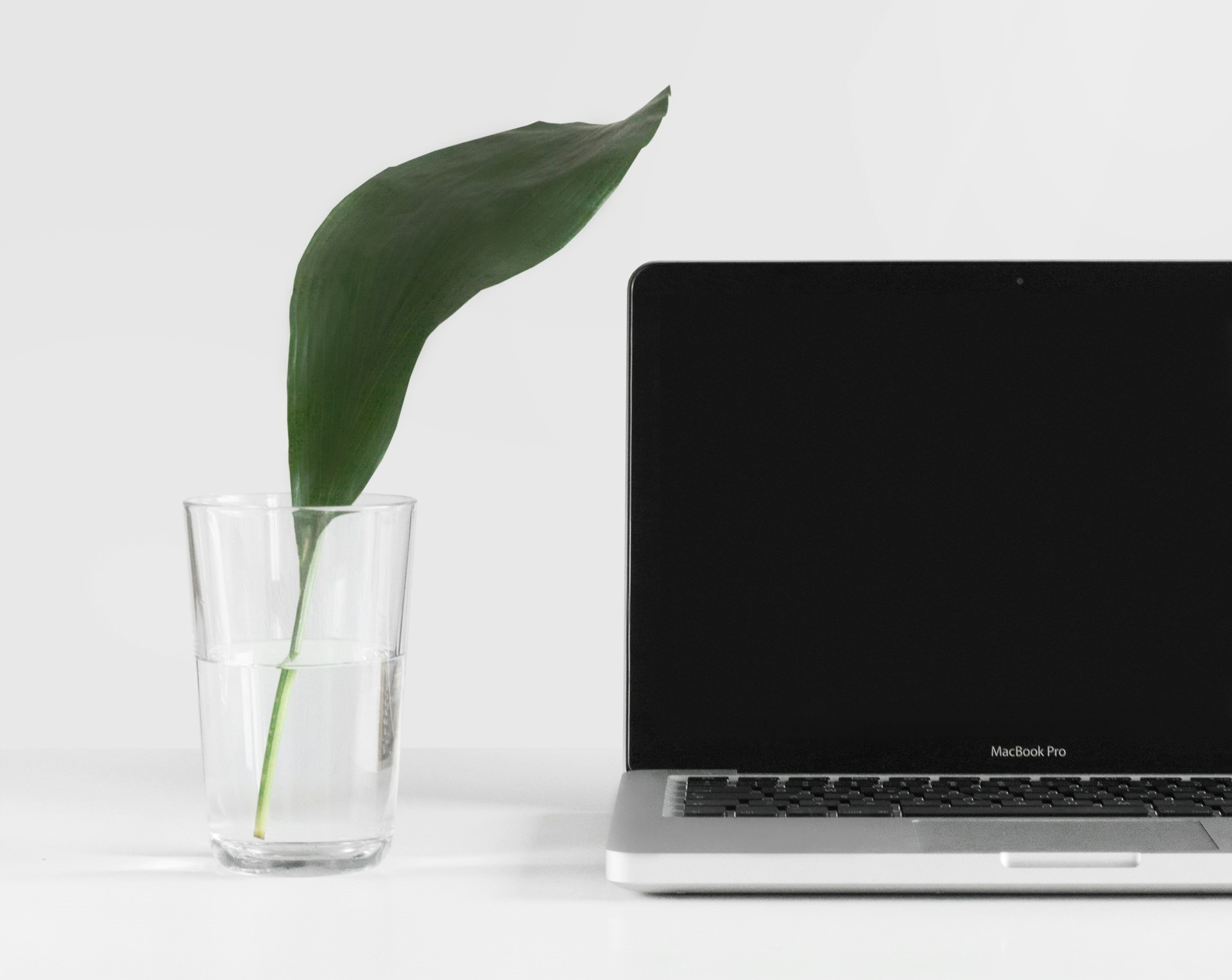 plant laptop