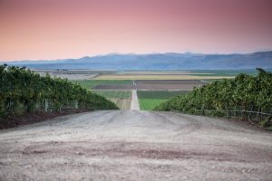 Landscape picture looking down a dirt road with fields and vineyeards