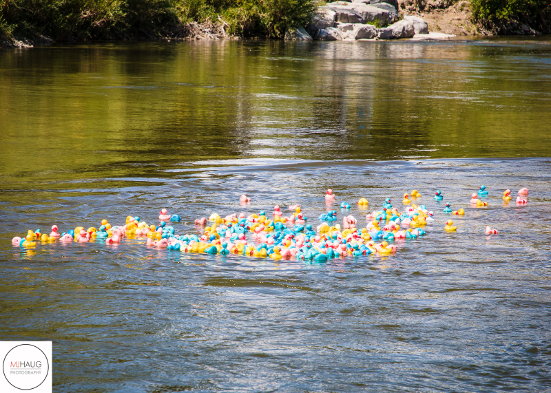duck race in the middle of river