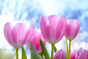 pink-tulip-flowers-under-white-clouds-blue-skies-at-daytime-1019475