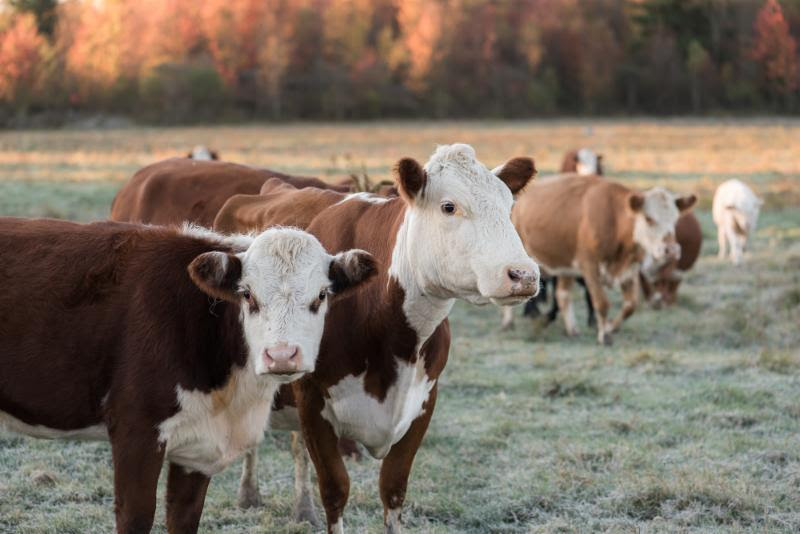 cornell cattle mtg Explore Our Agricultural Region