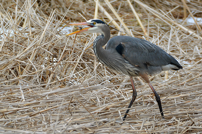 great blue heron hunting through dried seagrass