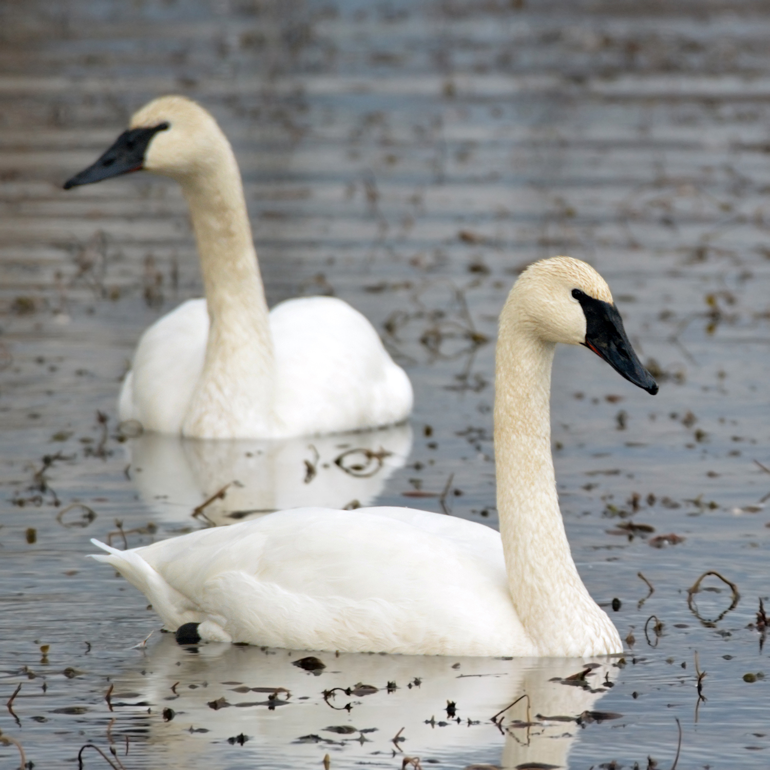 pair of trumperter swans