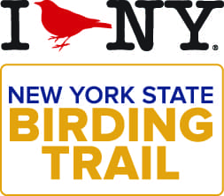 i bird new york logo