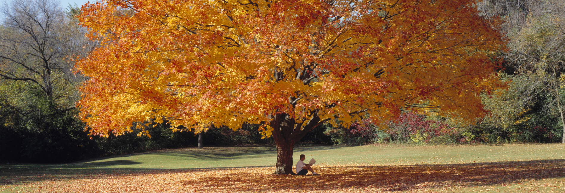 person sitting under tree in fall