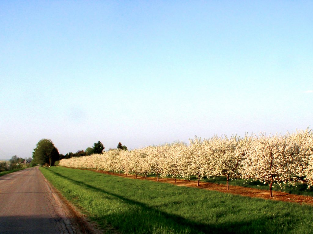 OLYMPUS DIGITAL CAMERA Orchard on Munro Road