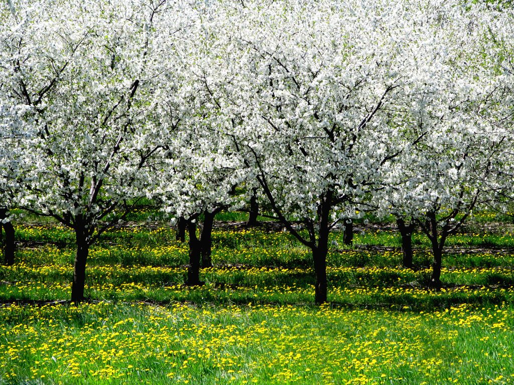 Orchard_dandelions_090519 Orchard with Dandelions