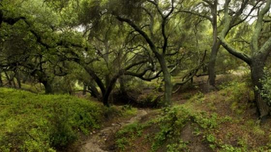 Whiting Ranch Wilderness Park Whiting Ranch Wilderness Park