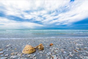 shells beach