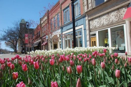 Downtown Holland with Tulips