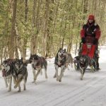 Person Dog Sledding