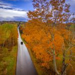Road through trees