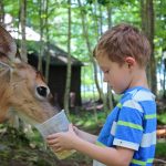 boy feeding deer