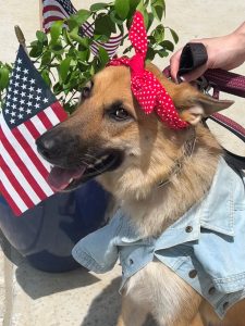 Patriotic Pets - Daisy