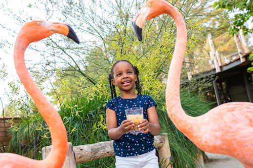 Member Spotlight: Friends of the Palo Alto Junior Museum & Zoo