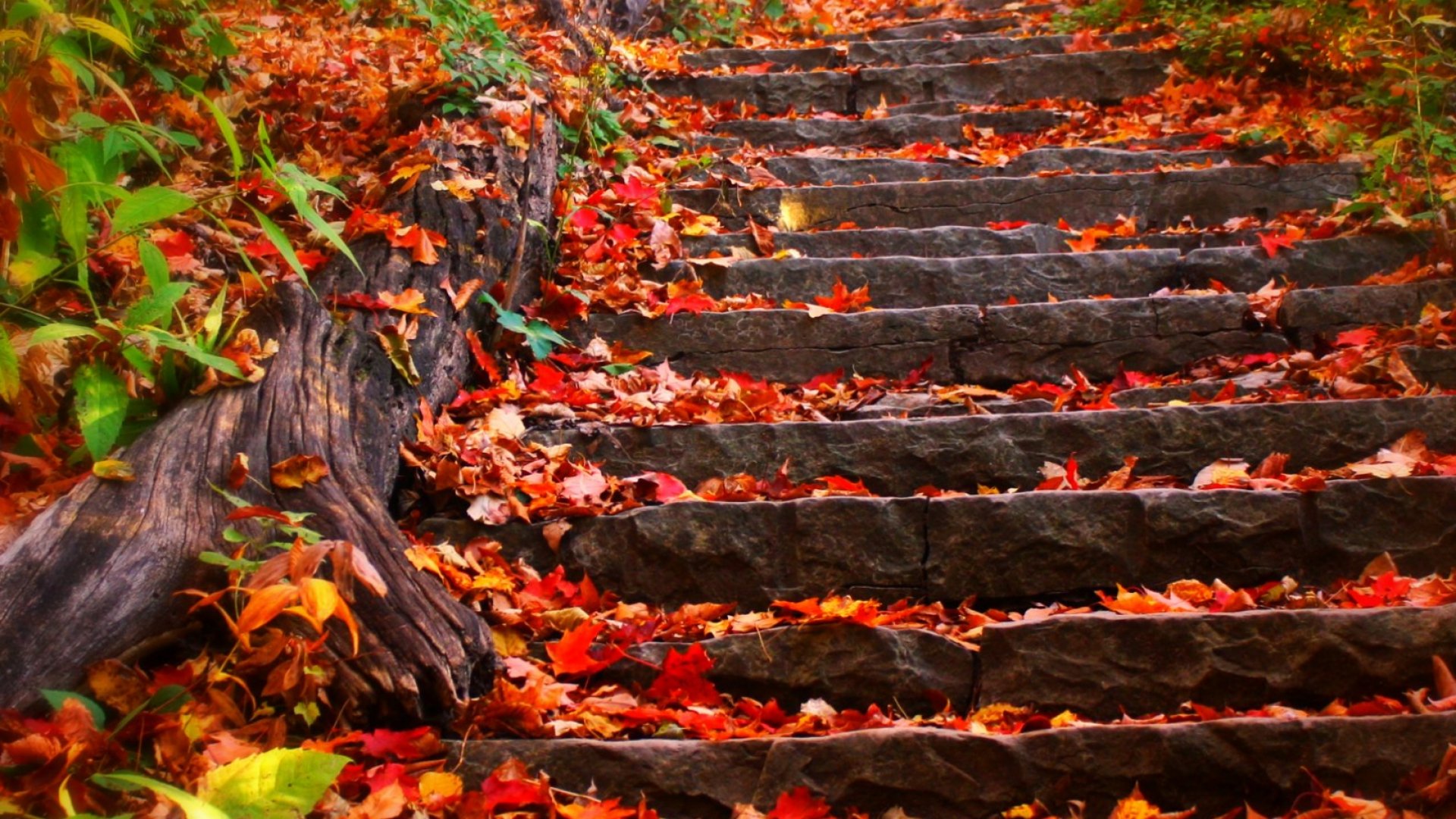 Fall gz Fall gz