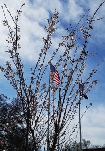 american flag amongst blossoms cropped 425 600