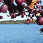 Walt photo of lake
