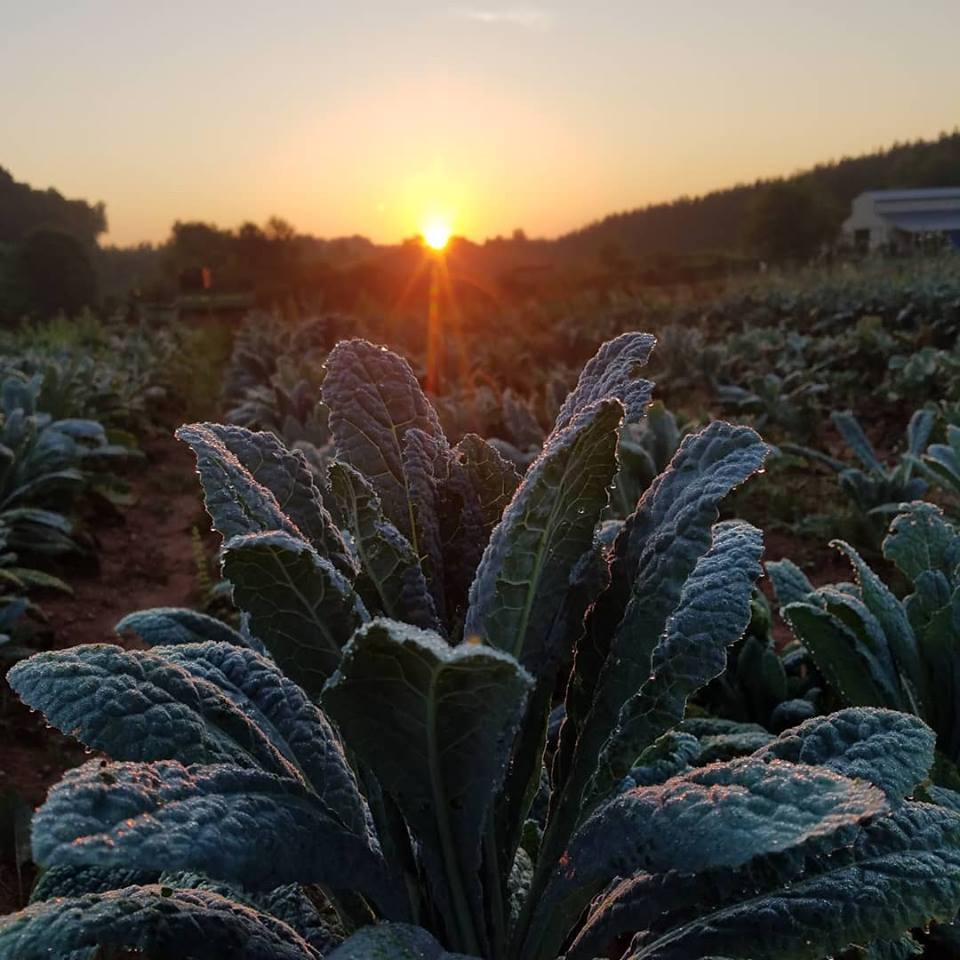 1-100 Crescent Farm greens