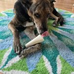 Pepper and Bone