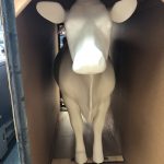 Toni & Dan's cow in a box photo 1 - August 2021