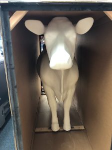 Toni & Dan's cow in a box photo 1 - August 2021