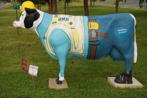 BMD finished cow - Herd on the Street