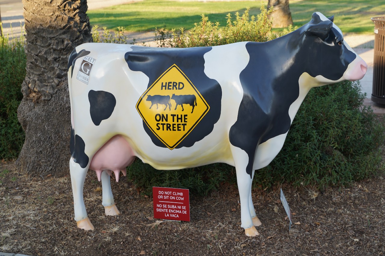 Galt Chamber finished cow - Herd on the Street