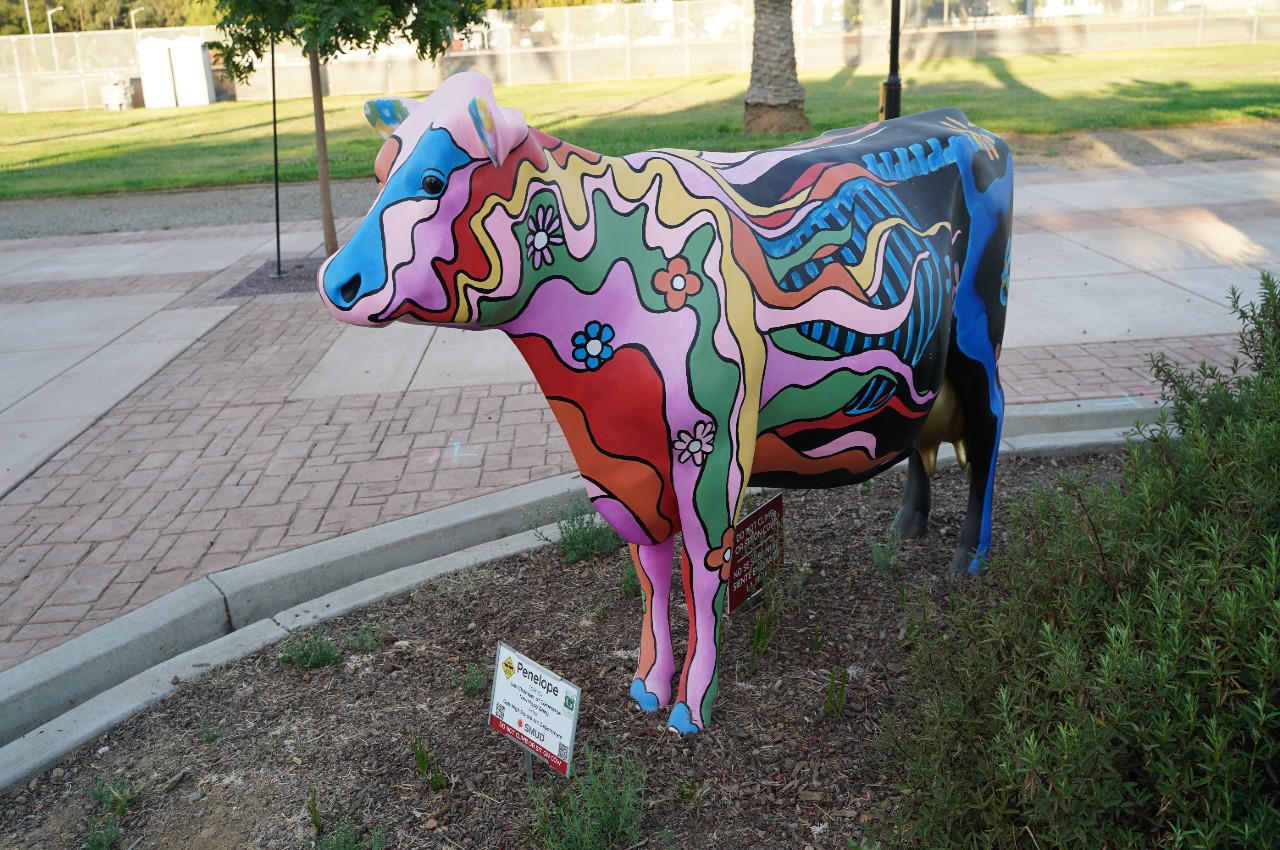 Galt HS finished cow - Herd on the Street