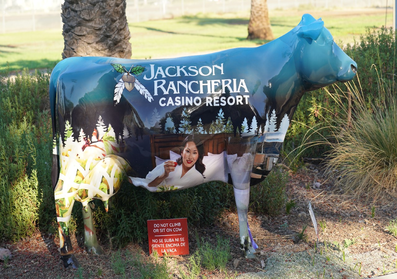 Jackson Rancheria finished cow - Herd on the Street