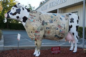 The Galt Herald finished cow - Herd on the Street