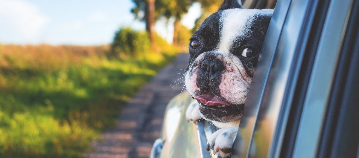 dog hanging head out window of car