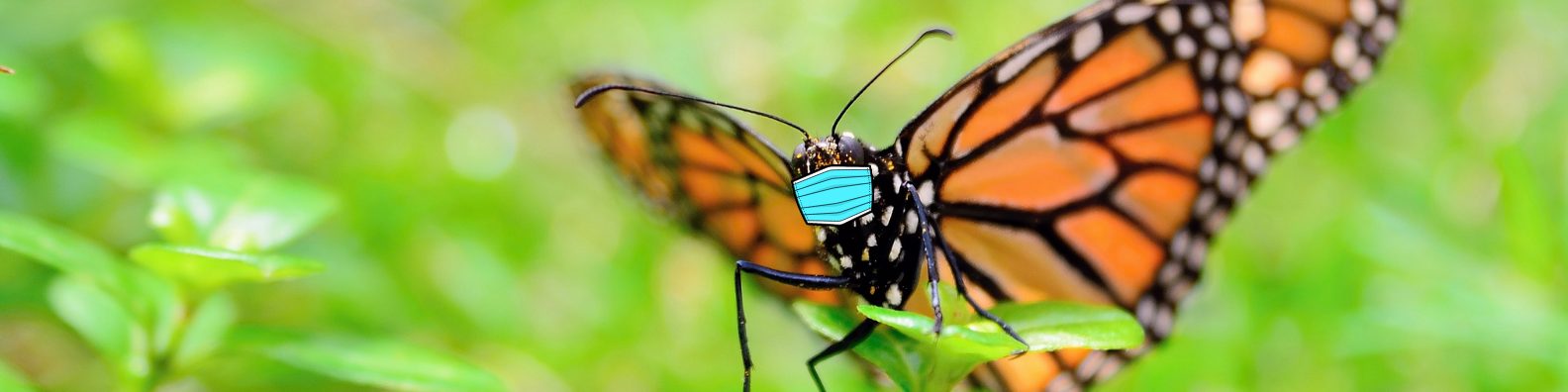 masked monarch