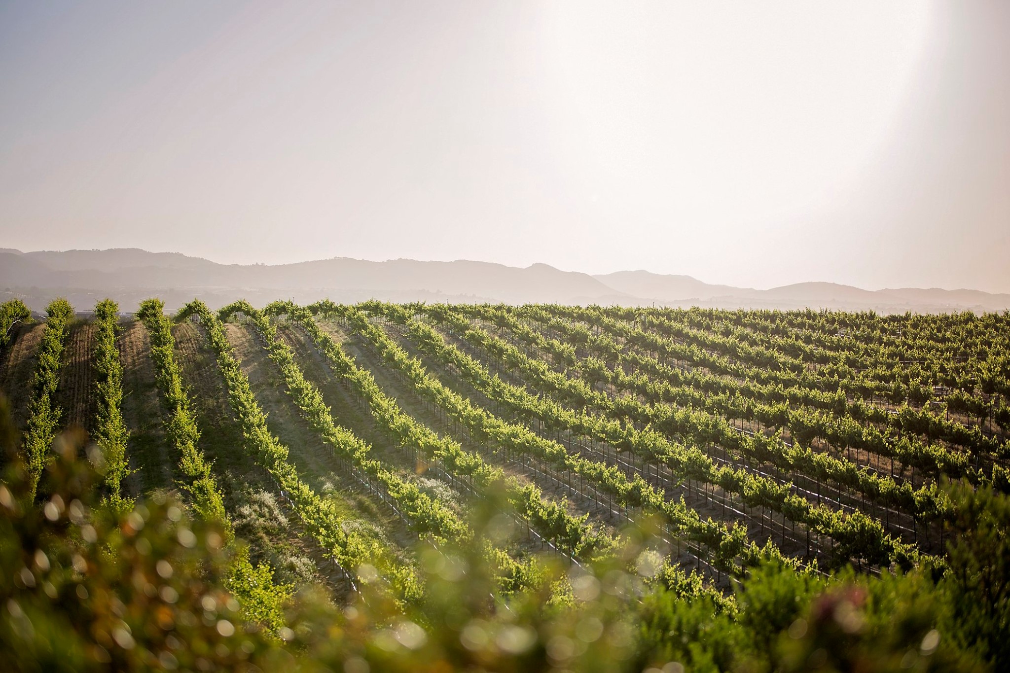 eberle winery vineyard