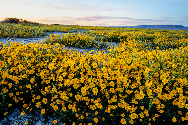 carizo plains