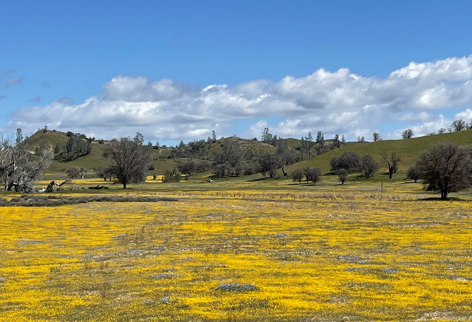 The Wildflowers are Here! Paso Robles & Templeton Chamber of Commerce