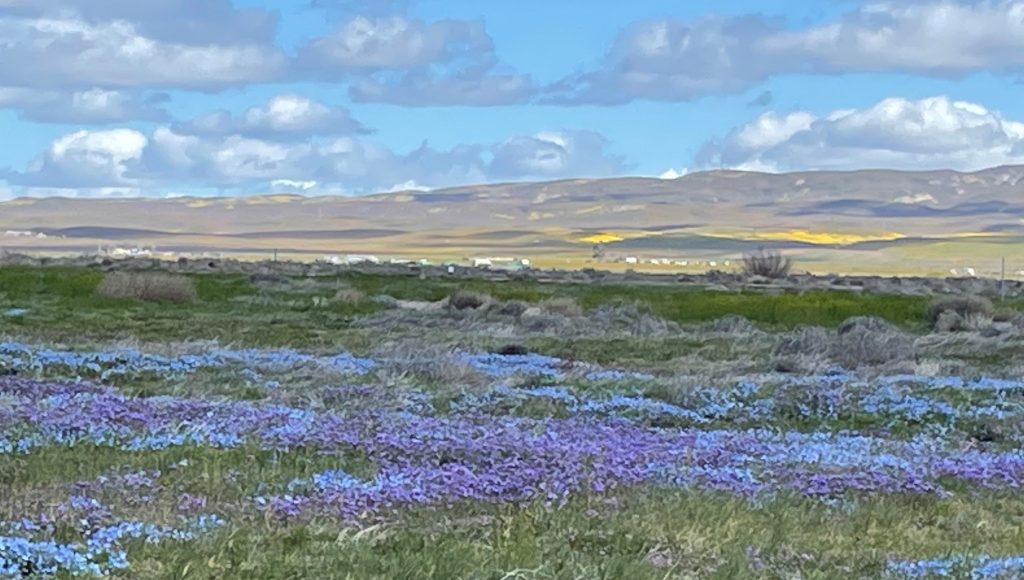 The Wildflowers are Here! Paso Robles & Templeton Chamber of Commerce