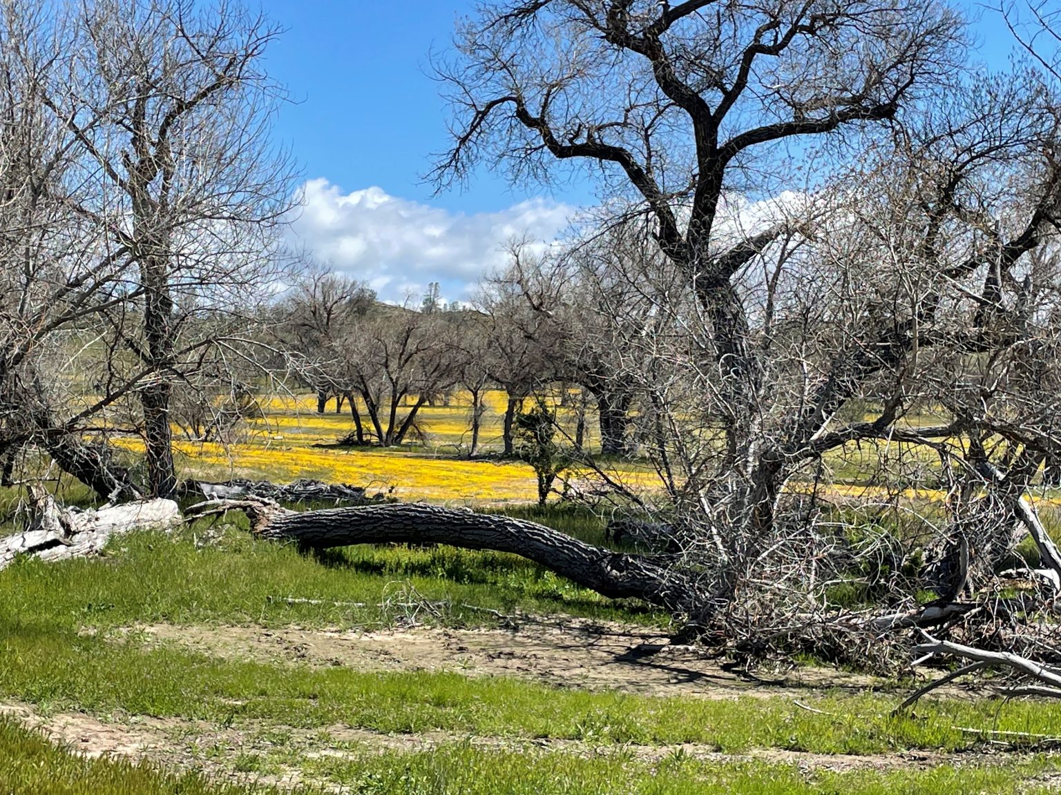 The Wildflowers are Here! Paso Robles & Templeton Chamber of Commerce