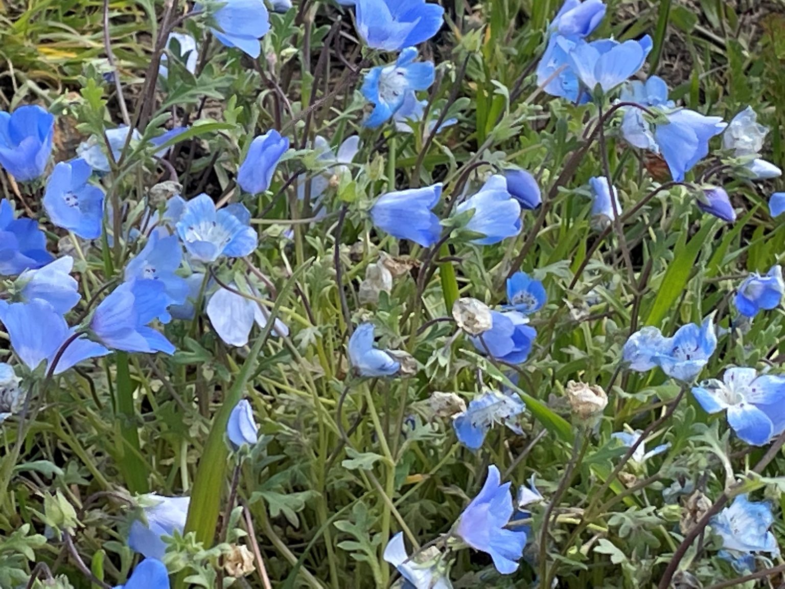 The Wildflowers are Here! Paso Robles & Templeton Chamber of Commerce