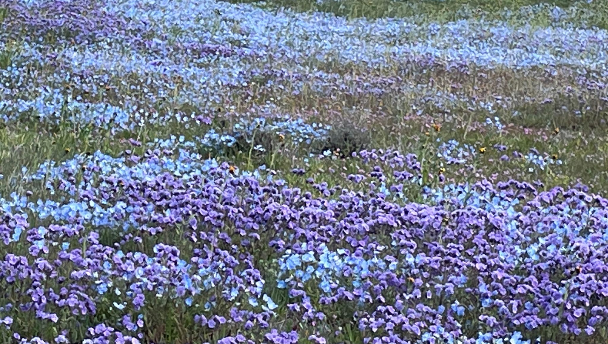 The Wildflowers are Here! Paso Robles & Templeton Chamber of Commerce