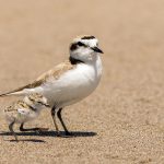 Snowy-Plover (1) Snowy Plover