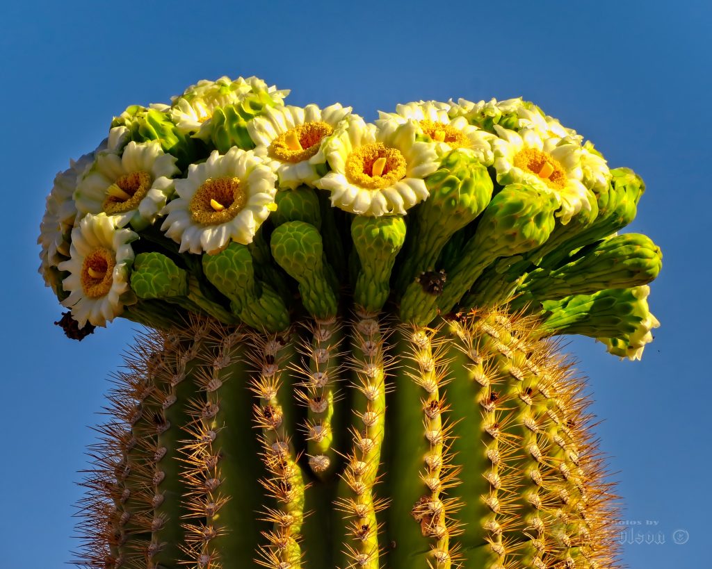 Home Apache Junction Chamber Of Commerce