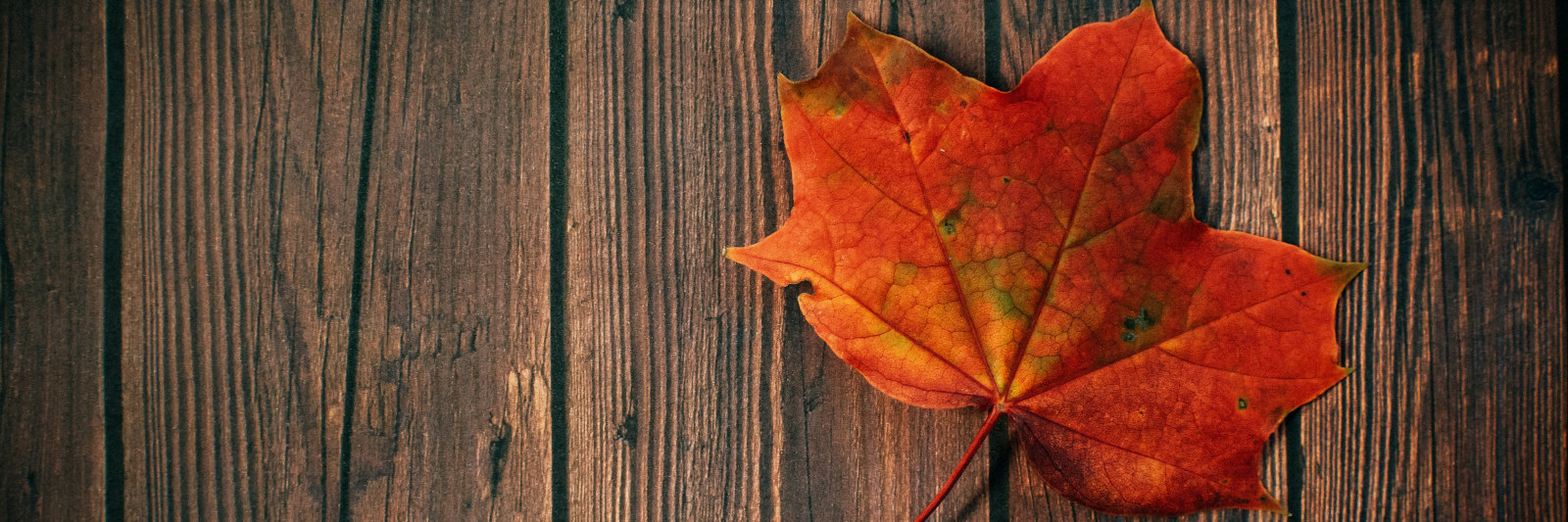 leaf on wooden planks