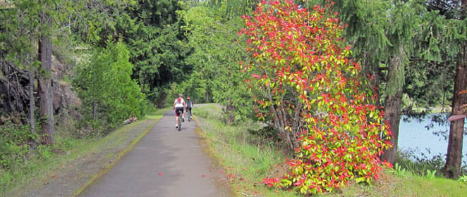 bikers passing brightly colored tree